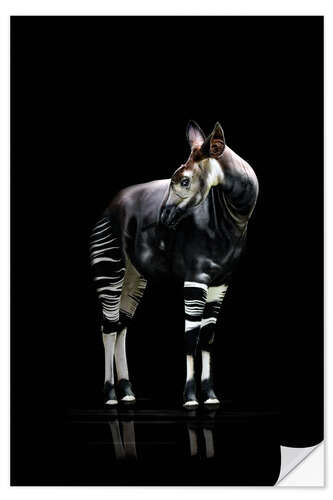 Wandsticker Okapi