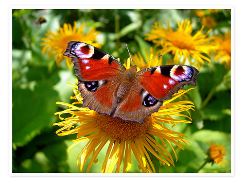 Poster Peacock butterfly II