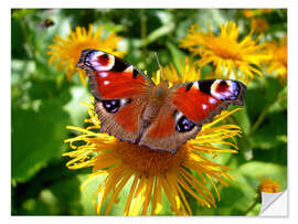 Selvklæbende plakat Peacock butterfly II