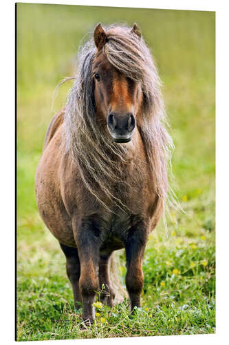 Obraz na aluminium Shetland Pony