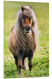 Foam board print Shetland Pony