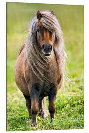 Gallery Print Shetland Pony