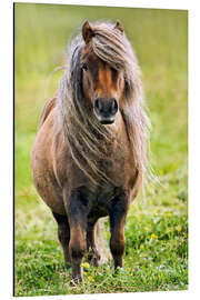 Magnettafel Shetland Pony