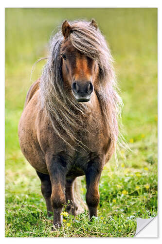 Selvklæbende plakat Shetland Pony