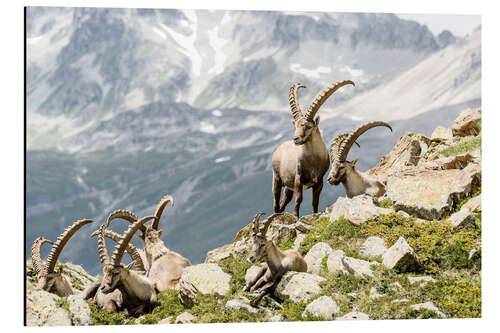 Aluminium print Alpine Ibex