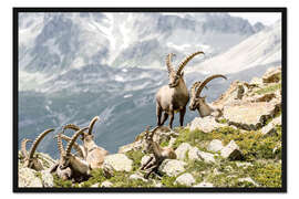Gerahmter Kunstdruck Alpen-Steinbock