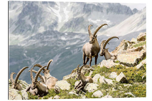 Gallery print Alpine Ibex