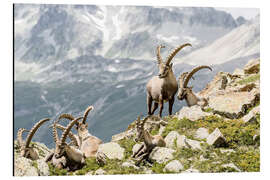Magnettafel Alpen-Steinbock