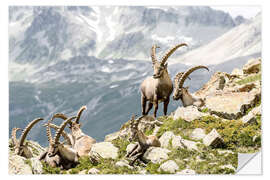 Naklejka na ścianę Alpine Ibex