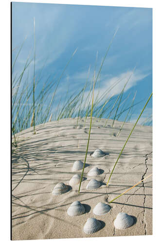 Tableau en aluminium Sable et coquillages dans les dunes, mer du Nord