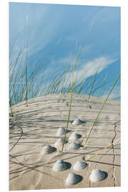 Foam board print Dune with sea shells