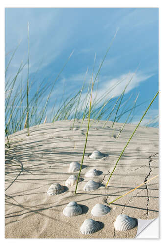 Naklejka na ścianę Dune with sea shells