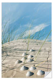 Naklejka na ścianę Dune with sea shells