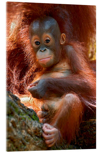 Acrylic print Orang-utan Baby Portrait