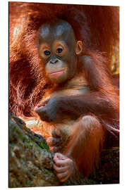 Quadro em alumínio Orang-utan Baby Portrait