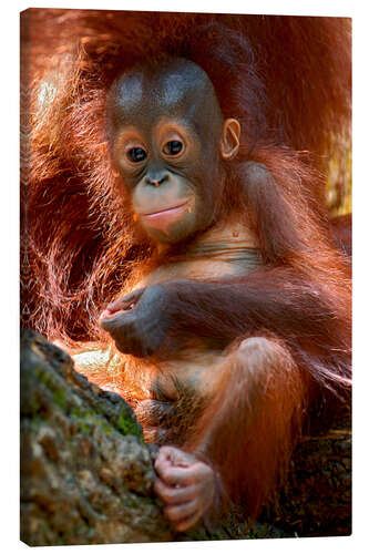 Leinwandbild Orangutan | Baby