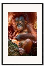 Gerahmter Kunstdruck Orangutan | Baby