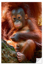 Wall sticker Orang-utan Baby Portrait