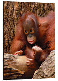 Aluminium print Orang-utan Baby Portrait