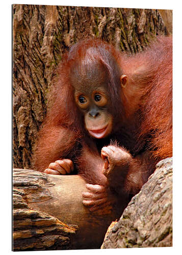 Gallery print Orang-utan Baby Portrait