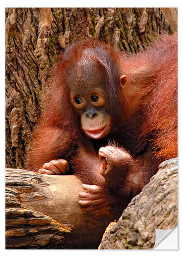 Självhäftande poster Orang-utan Baby Portrait