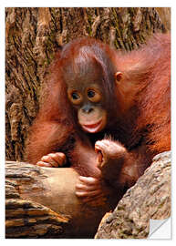 Wall sticker Orang-utan Baby Portrait