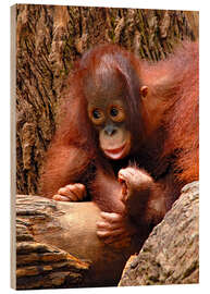 Wood print Orang-utan Baby Portrait