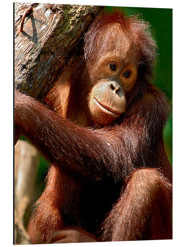 Aluminium print Orang-Utan | Portrait