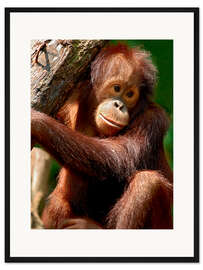 Gerahmter Kunstdruck Orang Utan | Porträt