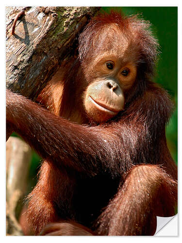 Selvklebende plakat Orang-Utan | Portrait