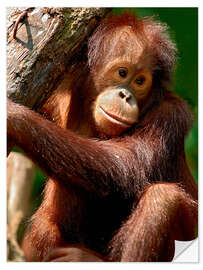 Wall sticker Orang-Utan | Portrait