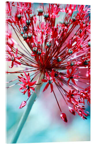 Tableau en verre acrylique Allium rose