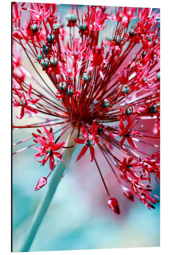 Aluminium print Allium pink