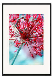 Gerahmter Kunstdruck Allium pink