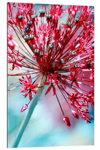 Gallery print Allium pink