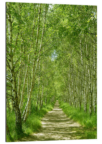 Aluminium print Forest path in the birch forest I