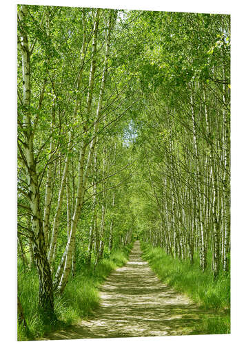 Foam board print Forest path in the birch forest I