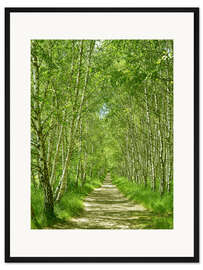 Gerahmter Kunstdruck Waldweg im Birkenwald I