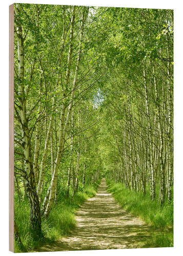 Tableau en bois Chemin forestier dans la forêt de bouleaux I