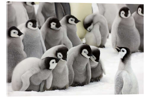Acrylic print Fluffy Emperor Penguin babies