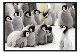 Gerahmter Kunstdruck Flauschige Kaiserpinguin Babys