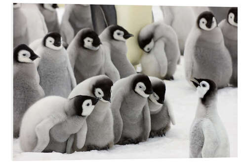 Foam board print Fluffy Emperor Penguin babies