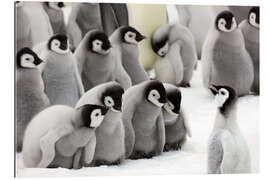 Gallery print Fluffy Emperor Penguin babies