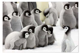 Wall sticker Fluffy Emperor Penguin babies