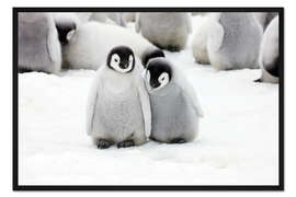 Gerahmter Kunstdruck Süße Kaiserpinguin-Küken