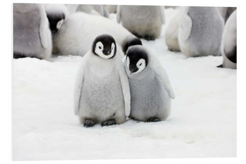 PVC-tavla Sweet Emperor Penguin Chicks