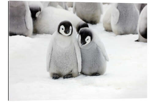 Galleritryck Sweet Emperor Penguin Chicks