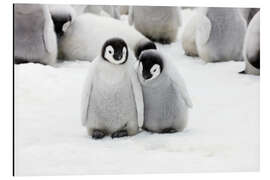 Magnettafel Süße Kaiserpinguin-Küken