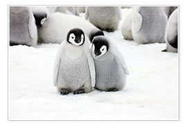 Poster Sweet Emperor Penguin Chicks - Keren Su