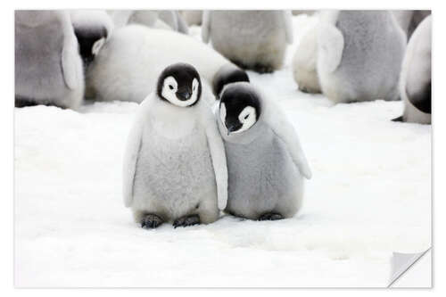 Självhäftande poster Sweet Emperor Penguin Chicks